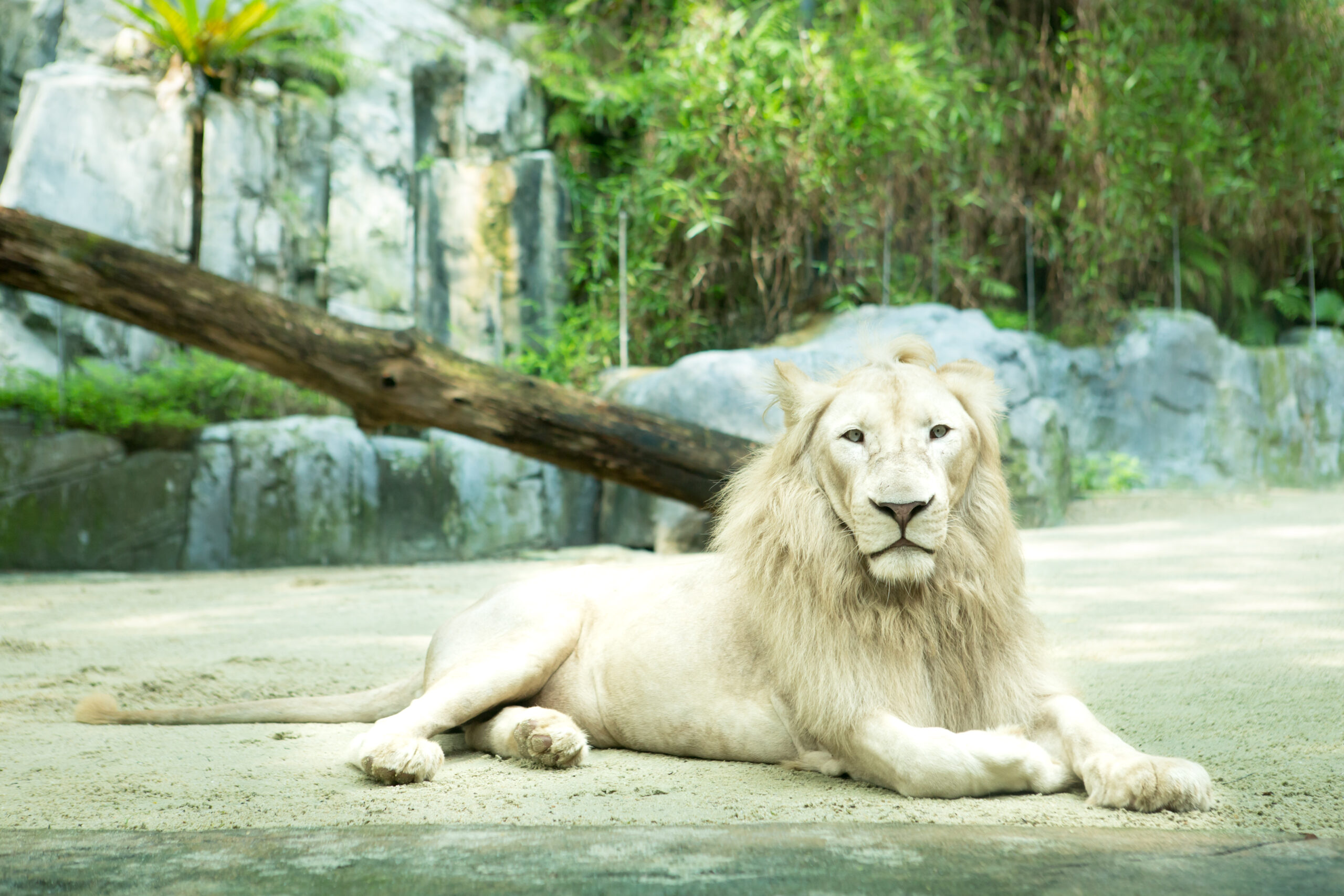 Wildlife Park - White Lion Kingdom